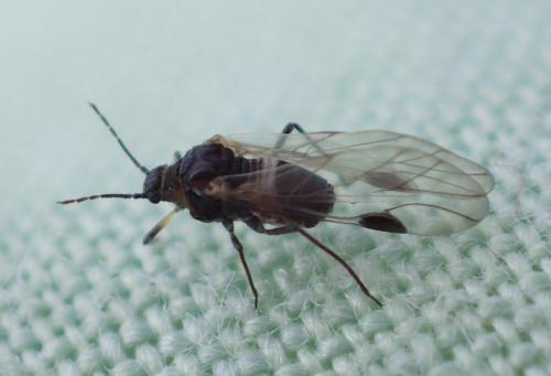 Anoecia corni
